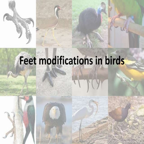 Feet modifications in birds