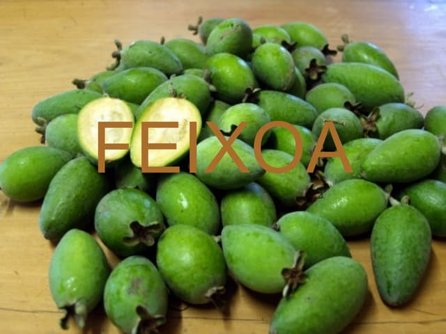 Feixoa | PPT