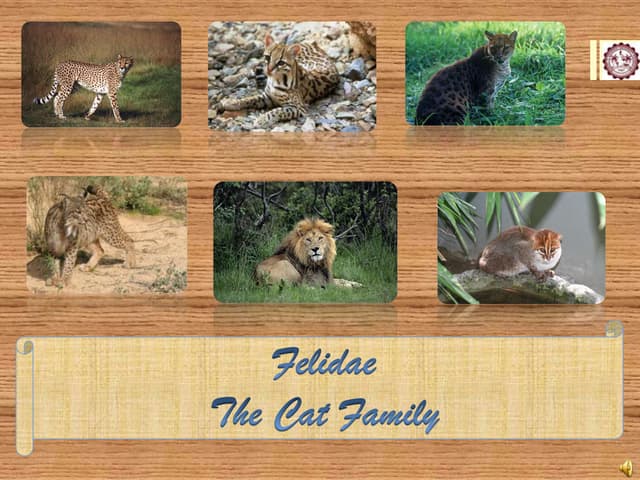 family cats　0507 Grey Cat Family (Easy Buy) | Sylvanian Families Wiki | Fandom