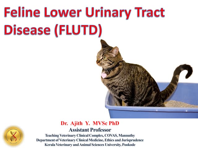 Illustration of Feline Kidney Disease And Urinary Tract Disease