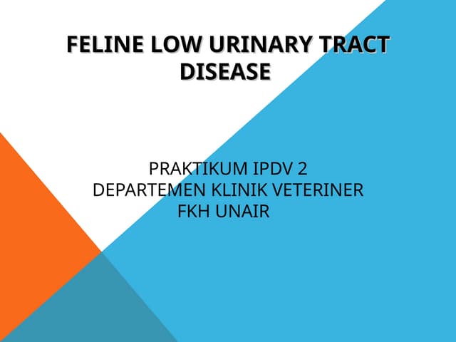 Feline Lower Urinary Tract Disease Diagnostic Tests photo