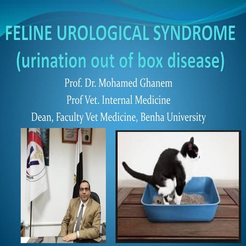 Feline urological syndrome 2018