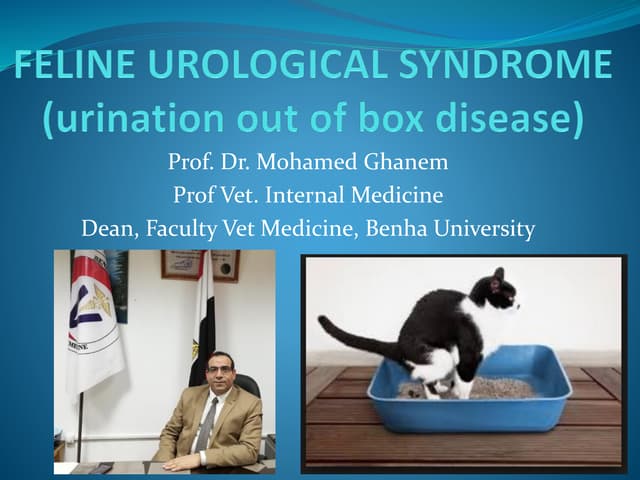 Feline urological syndrome 2018
