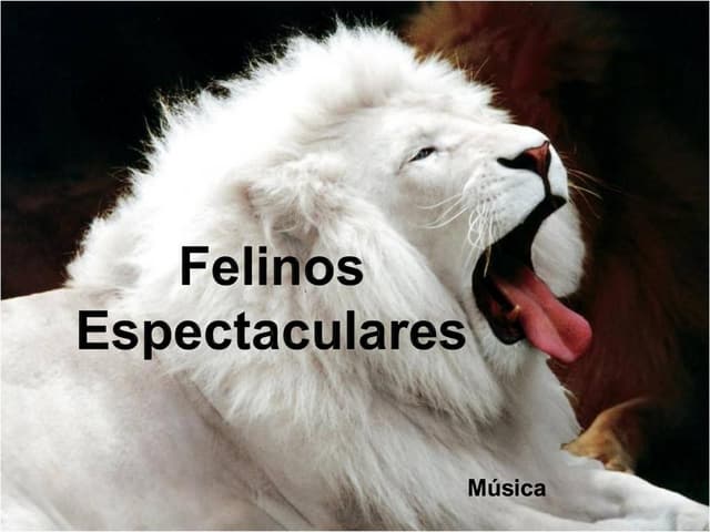 Felinos Espectaculares (Cmp)