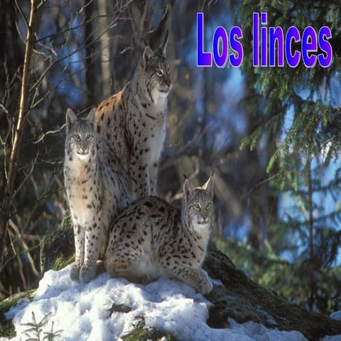 Felinos Linces