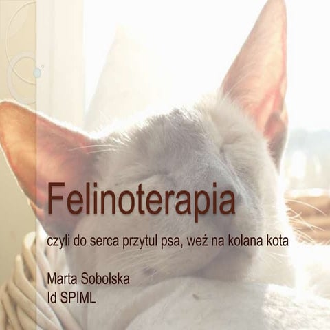 Felinoterapia zp