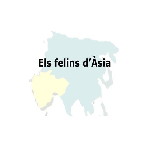 Felins Asia 1