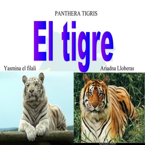 Felins asia tigre | PPT