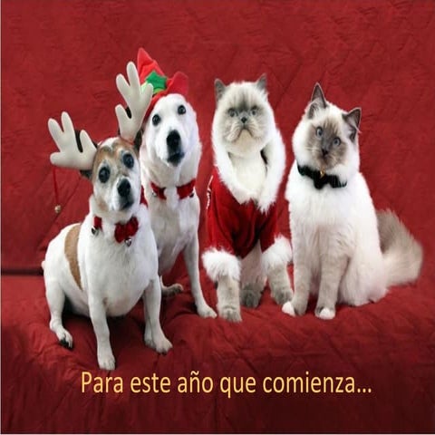 Feliz AñO (Bendicion Belga)