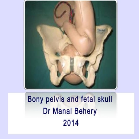 Female   bony pelvis and fetal skull for undergraduate