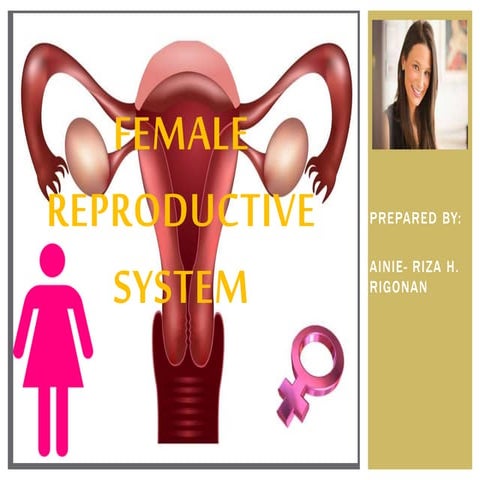 Female reproduction system