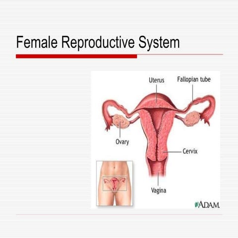 Female Reproductive System