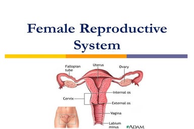 Human Female Reproductive System Parts And Functions