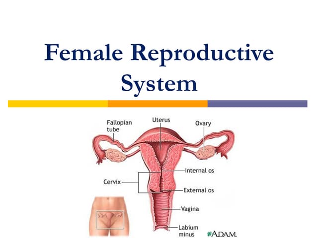 Female Reproductive System Anatomy