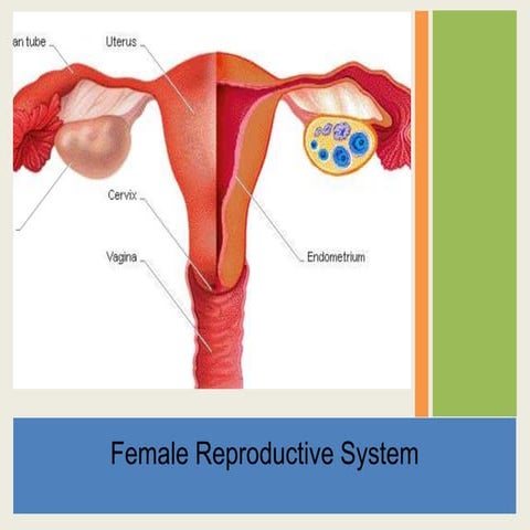 The Female reproductive system