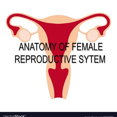 Female reproductive system