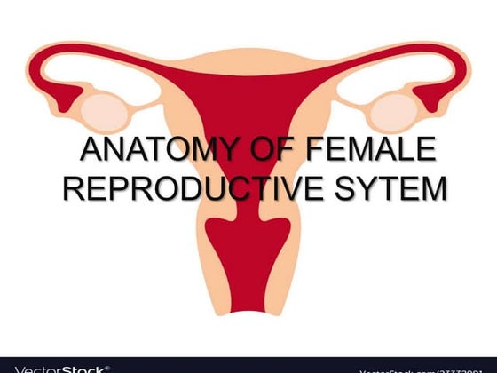 anatomy of Perineum urogenital triangle | PDF