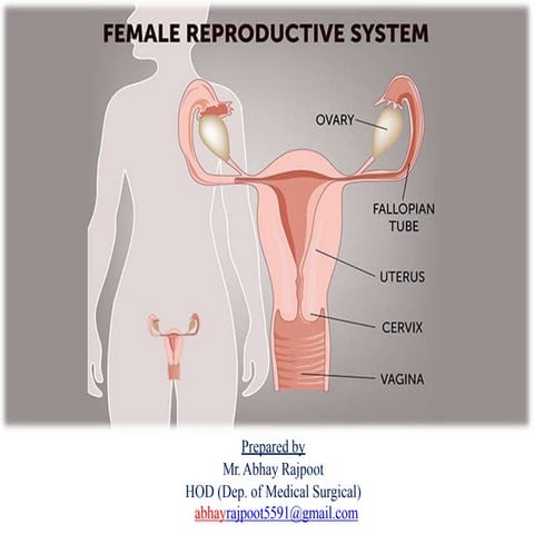 Female reproductive system