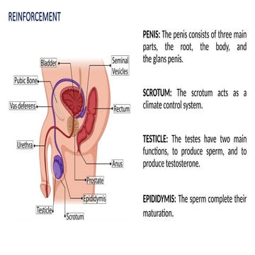 PPT HOW DOES FEMALE REPRODUCTIVE SYSTEM WORKS.pptx