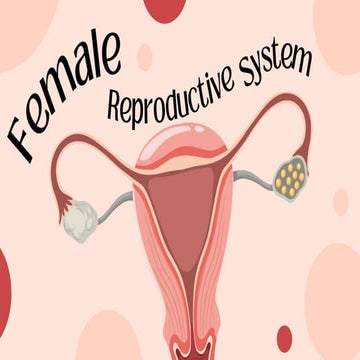 Female Reproductive System a complex network of internal and external ...