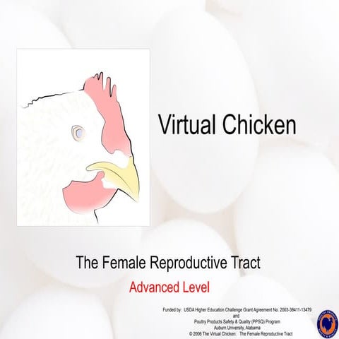 Female reproductive system poultry..pptx