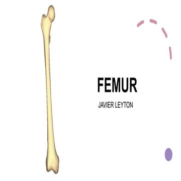 FEMUR | PPT
