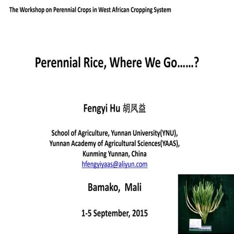 Perennial Rice, Where We Go……? | PDF