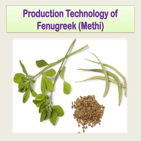 fenugreek production technology and its uses