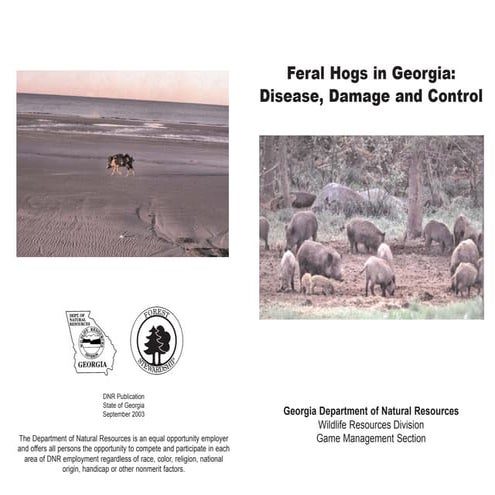 Feral hogs-in-georgia-free-informational-pub