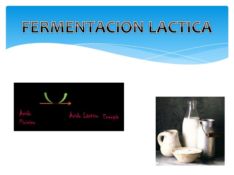 Fermentacion lactica Fermentacion lactica