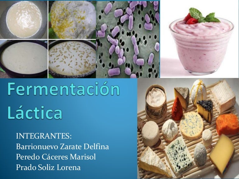 Fermentacion lactica Fermentacion lactica