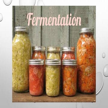 Fermentation
