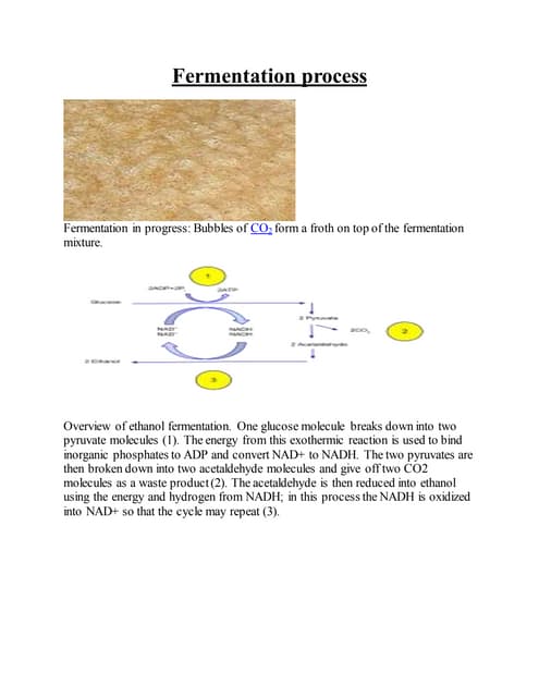 Lactic acid fermentation | PPTX