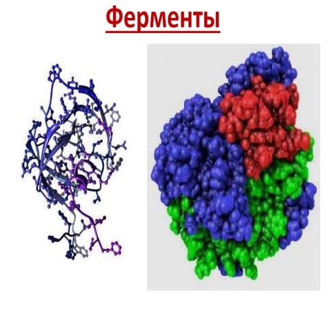 Ферменты | PPT