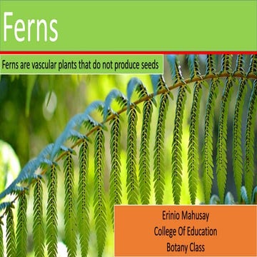 Fern