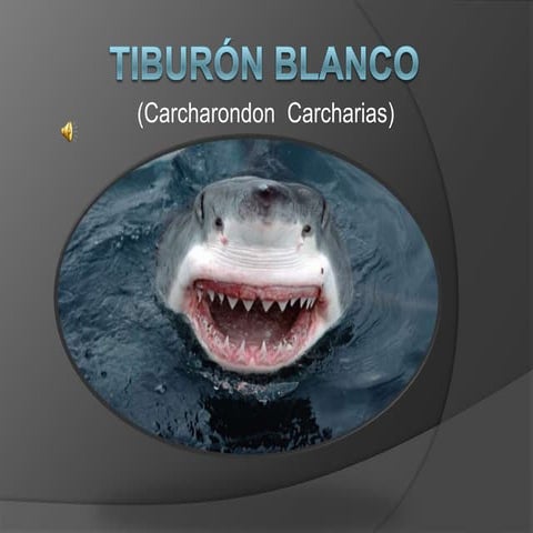 TIBURON BLANCO