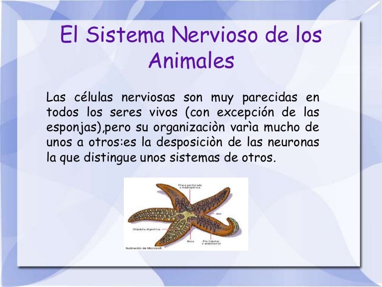 El Sistema Nervioso de los Animales