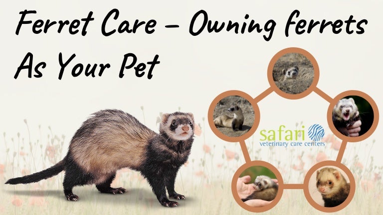 owning a pet ferret