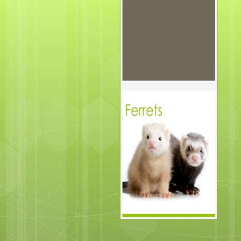 Ferrets