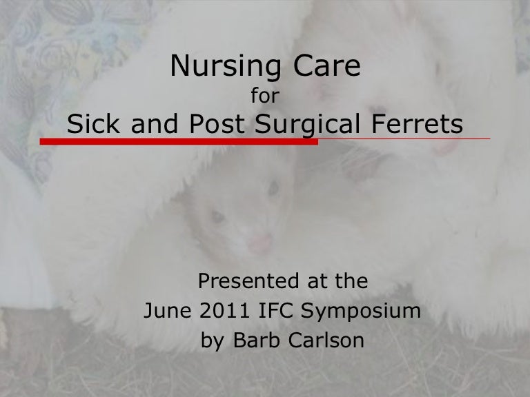 duck soup for ferrets