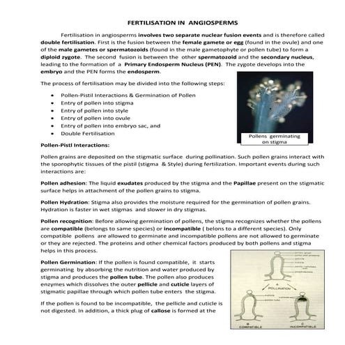 Fertilisation in _angiosperms