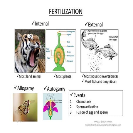 Fertilization 