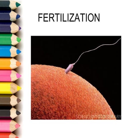 Fertilization