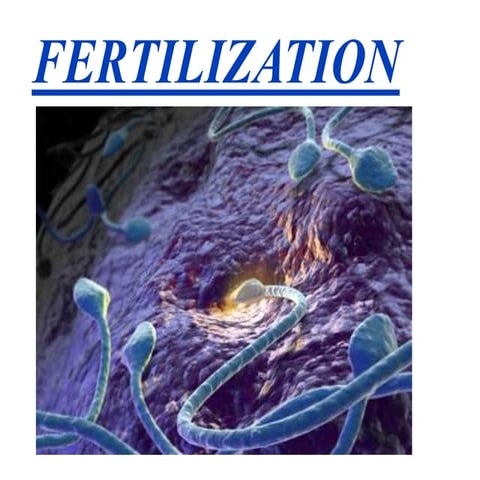 Fertilization