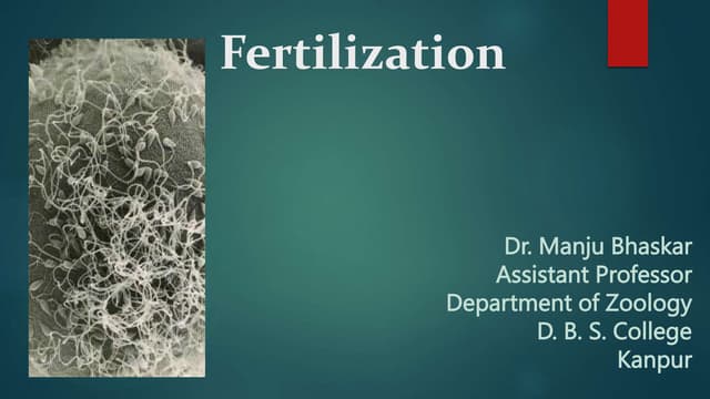 Fertilization: Sperm and the egg—collectively called the gametes—fuse togethe...