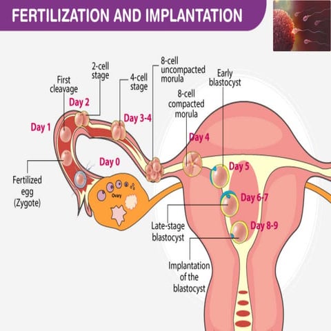 fertilization and implantation-converted.pdf