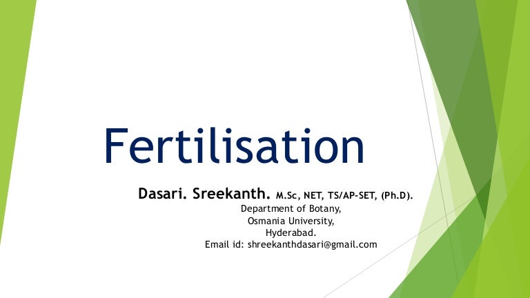Fertilization In Plants Double Fertilization Syngamy Triple Fusio 