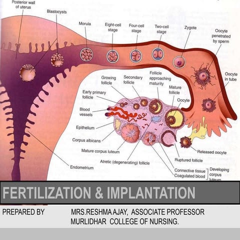 FERTILIZATION,IMPLANTATION & FETAL DEVELOPMENT