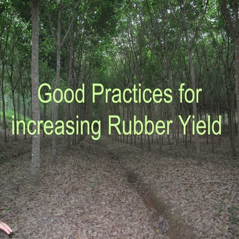Fertilizer for rubber trees