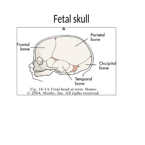 anatomy of human skull | PPTX